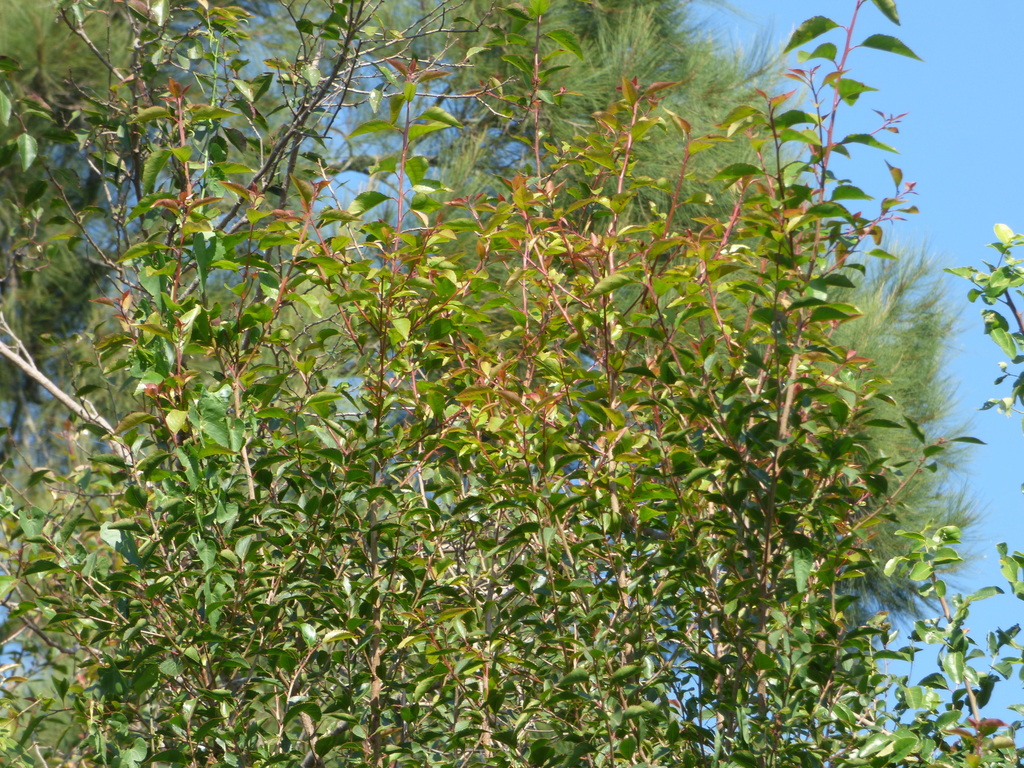 Xylosma venosa; photograph (c) Pablo H Capovilla, some rights reserved (CC BY)