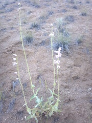 Penstemon palmeri
