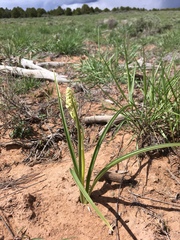 Toxicoscordion venenosum