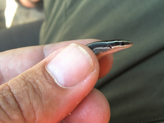 Plestiodon tetragrammus