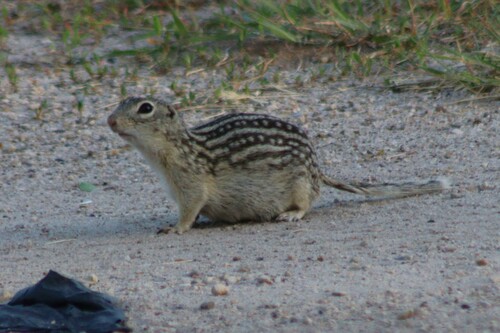 Subspecies Ictidomys tridecemlineatus pallidus · iNaturalist