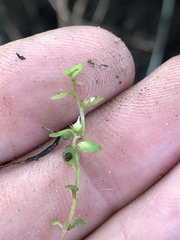 Lysimachia minima