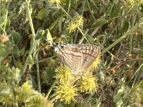 Hypolycaena pachalica