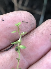 Lysimachia minima