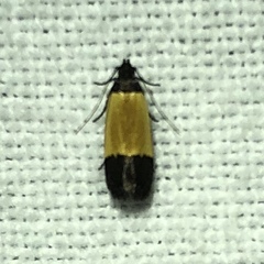 Anacampsis coverdalella