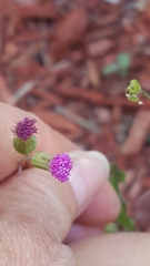 Emilia sonchifolia image
