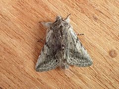 Pleromelloida bonuscula