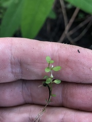 Lysimachia minima