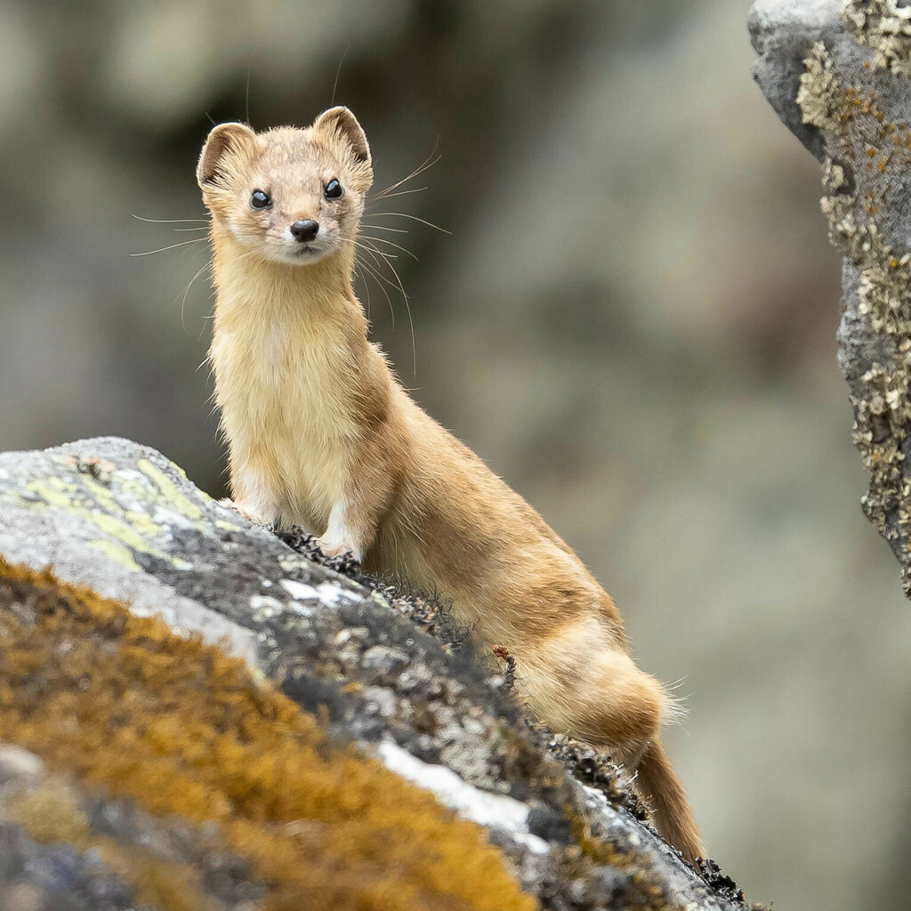 Weasels