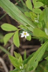 Sisyrinchium albidum