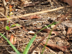 Aspidoscelis angusticeps