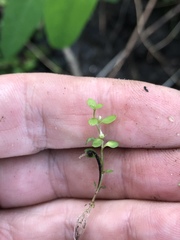 Lysimachia minima