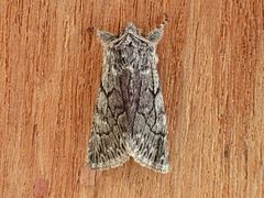 Pleromelloida conserta