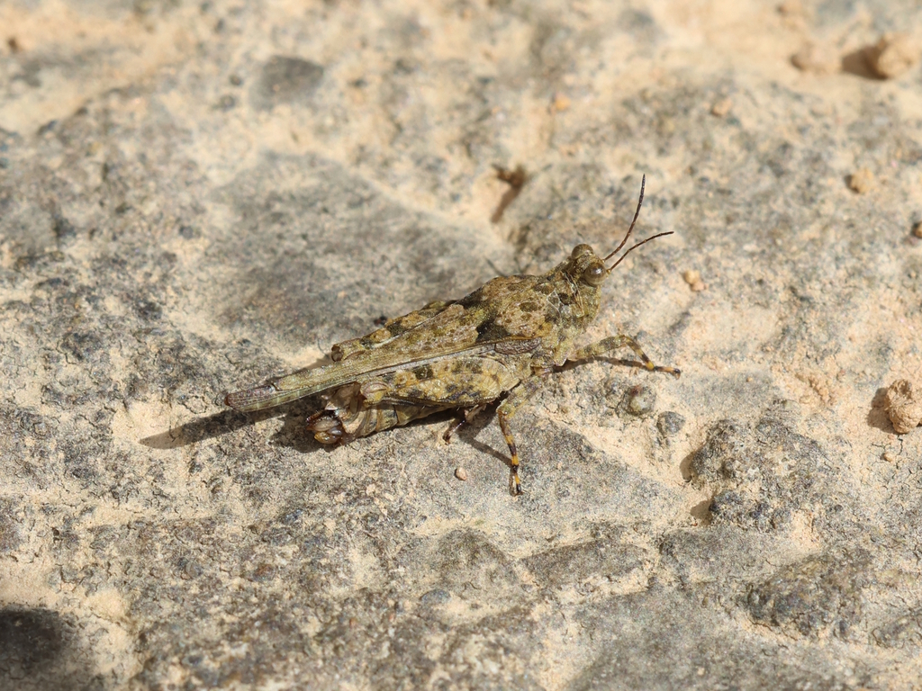 Paratettix histricus