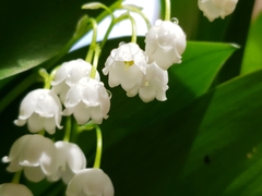 Convallaria