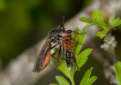 Dioctria rufipes
