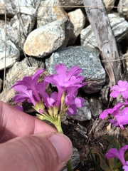 Primula pedemontana, photograph author not stated, no rights reserved
