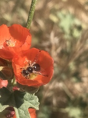 Calliopsis subalpina