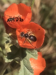 Calliopsis subalpina
