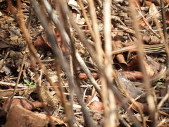 Aspidoscelis angusticeps