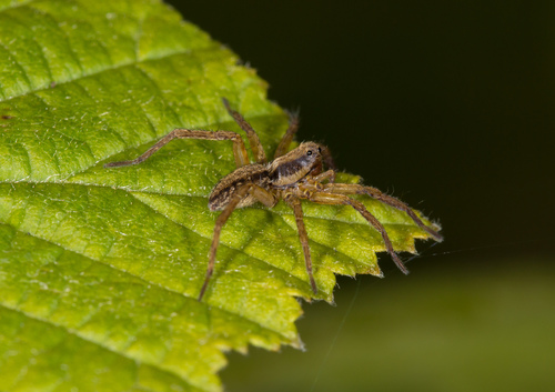 Black-Palped Wolf Spider