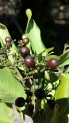 Coptosperma