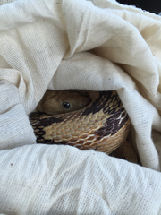 Bogertophis subocularis