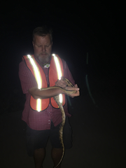 Bogertophis subocularis