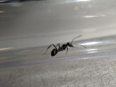 Camponotus pennsylvanicus