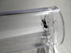Camponotus pennsylvanicus
