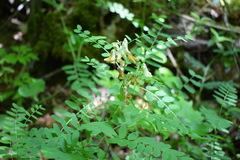 Vicia abbreviata