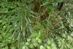 Pseudopanax crassifolius × lessonii