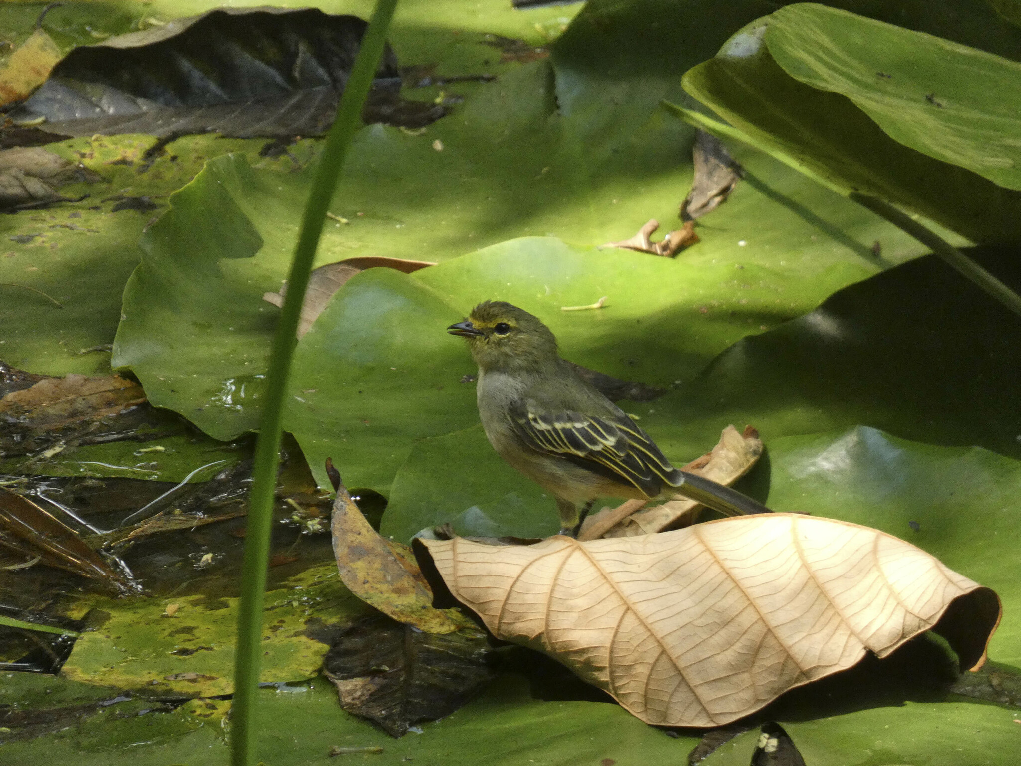 Golden-faced Tyrannulet illustration