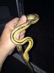 Bogertophis subocularis