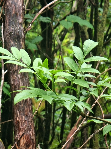 Sambucus lanceolata (Sambucus lanceolata)
