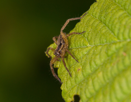 Black-Palped Wolf Spider