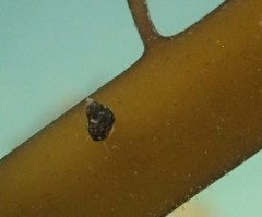 Eulithidium