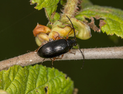Gonodera luperus