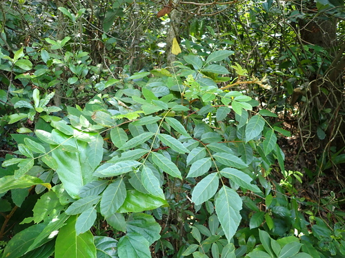 Nigaki (Picrasma quassioides)