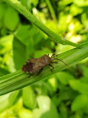 Piezogaster calcarator