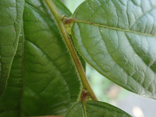 Image of Glochidion eriocarpum by (c) CYL, some rights reserved (CC BY)
