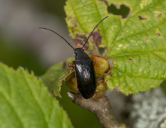 Gonodera luperus