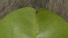 Eriotheca obcordata