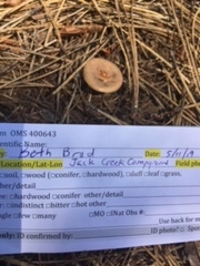 Infundibulicybe squamulosa