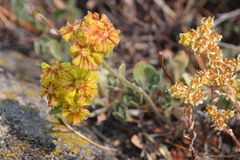 Eriogonum rosense