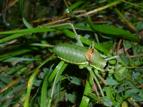Crnoglava sedlarka (Ephippiger ephippiger)