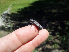 Dicerca crassicollis