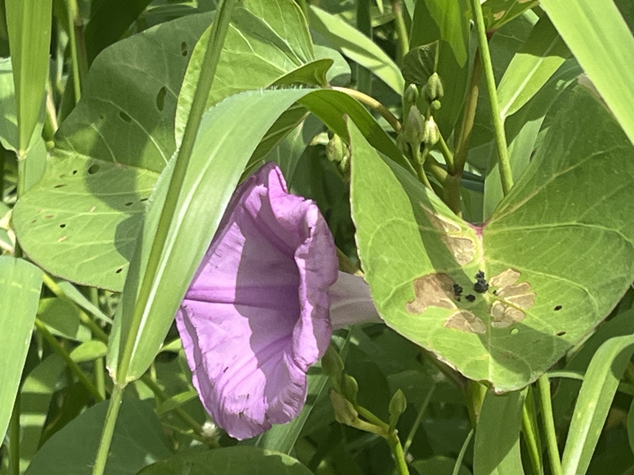 Ipomoea asarifolia