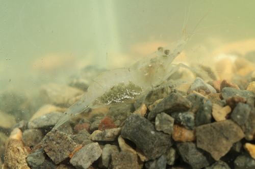 Atlantic ditch shrimp, photo 6 of 7