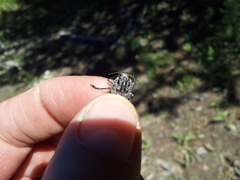 Dicerca crassicollis